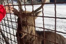 Продается квартира, 2 Kомнатная, Новостройка, Боржомский район, Бакуриани