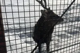 Продается квартира, 2 Kомнатная, Новостройка, Боржомский район, Бакуриани