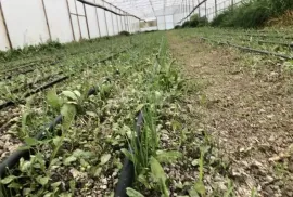 იყიდება მიწის ნაკვეთი, სასოფლო - სამეურნეო, თელიანი