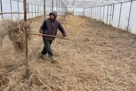 იყიდება მიწის ნაკვეთი, სასოფლო - სამეურნეო, თელიანი