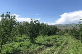 იყიდება მიწის ნაკვეთი, სასოფლო - სამეურნეო, თელიანი