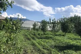 იყიდება მიწის ნაკვეთი, სასოფლო - სამეურნეო, თელიანი