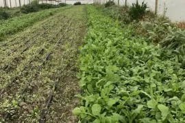 იყიდება მიწის ნაკვეთი, სასოფლო - სამეურნეო, თელიანი