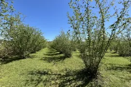 იყიდება მიწის ნაკვეთი, სასოფლო - სამეურნეო, ზუგდიდი