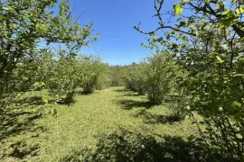 იყიდება მიწის ნაკვეთი, სასოფლო - სამეურნეო, ზუგდიდი