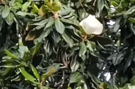 იყიდება ბინა, 3 ოთახიანი, ძველი აშენებული, თბილისი, დიდუბე