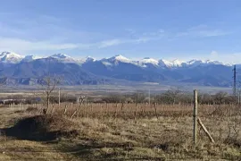 იყიდება მიწის ნაკვეთი, სასოფლო - სამეურნეო, თელავი