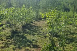 Land For Sale, Non Agricultural, Tsalenjikha