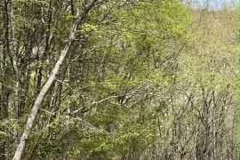 House For Sale, 6 Room, Sagarejo , Ujarma