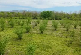 იყიდება მიწის ნაკვეთი, სასოფლო - სამეურნეო, ჩოხატაური
