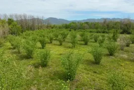 იყიდება მიწის ნაკვეთი, სასოფლო - სამეურნეო, ჩოხატაური