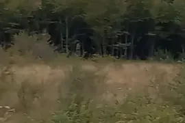 იყიდება მიწის ნაკვეთი, სასოფლო - სამეურნეო, ახალი ზირბითი