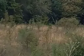 იყიდება მიწის ნაკვეთი, სასოფლო - სამეურნეო, ახალი ზირბითი