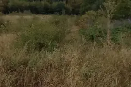 იყიდება მიწის ნაკვეთი, სასოფლო - სამეურნეო, ახალი ზირბითი