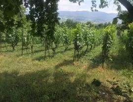 Land For Sale, Bitsmendi