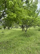 Land For Sale, Saguramo