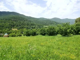 Land For Sale, Agricultural, Kvemo Krikhi