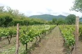 Land For Sale, Agricultural, Saniore