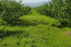 Land For Sale, Agricultural, Karajala 