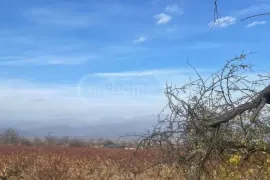 იყიდება მიწის ნაკვეთი, სასოფლო - სამეურნეო, რუისპირი