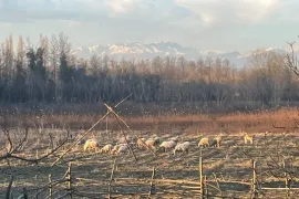 იყიდება სახლი, 7 ოთახიანი, სამტრედია, ღანირი