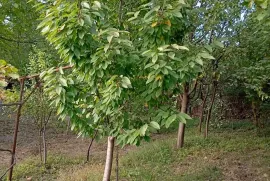 Продается Земля, Не Сельскохозяйственный, Poladaantkari