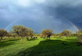 Land For Sale, Agricultural, Simoniantkhevi