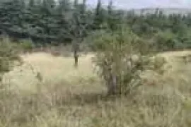 იყიდება მიწის ნაკვეთი, ივერთუბანი