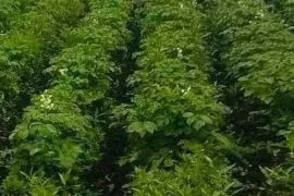 Land For Sale, Agricultural, Gumbati