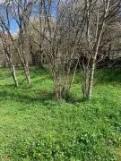 Land For Sale, Mzetamze