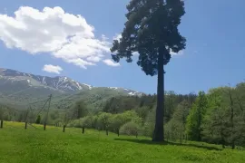 Продается Земля, Сельскохозяйственные, Tsikhisjvari 