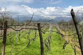 Land For Sale, Agricultural, Akhmeta