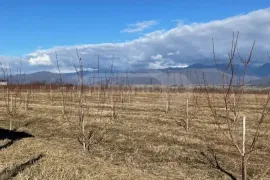 იყიდება მიწის ნაკვეთი, სასოფლო - სამეურნეო, გულგულა