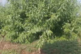 Продается Земля, Сельскохозяйственные, Марнеули