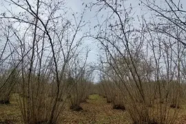 Land For Sale, Non Agricultural, Rukhi