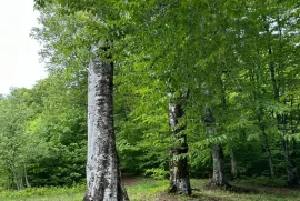 Land For Sale, Agricultural