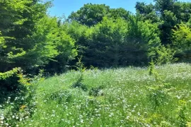 Land For Sale, Non Agricultural, Betania