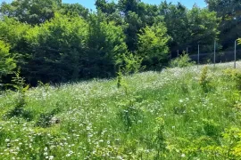 Land For Sale, Non Agricultural, Betania