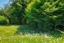 Land For Sale, Non Agricultural, Betania