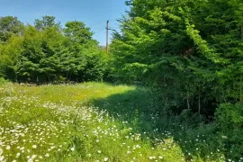 Land For Sale, Non Agricultural, Betania