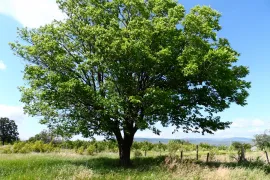 Land For Sale, Agricultural, Aghaiani