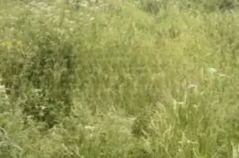 Land For Sale, Commercial, Tskhvarichamia