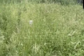 Land For Sale, Commercial, Tskhvarichamia