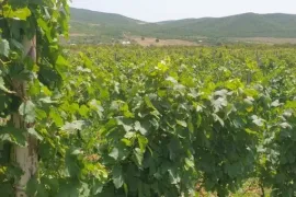 იყიდება მიწის ნაკვეთი, ძალისი