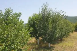 იყიდება მიწის ნაკვეთი, ძალისი