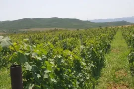 იყიდება მიწის ნაკვეთი, ძალისი