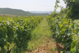 იყიდება მიწის ნაკვეთი, ძალისი