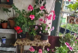 Daily Apartment Rent, 4 Room, Old building, Batumi, Old Batumi district