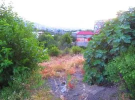 იყიდება მიწის ნაკვეთი, სასოფლო - სამეურნეო, ელია