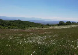 იყიდება მიწის ნაკვეთი, მილისწყარო